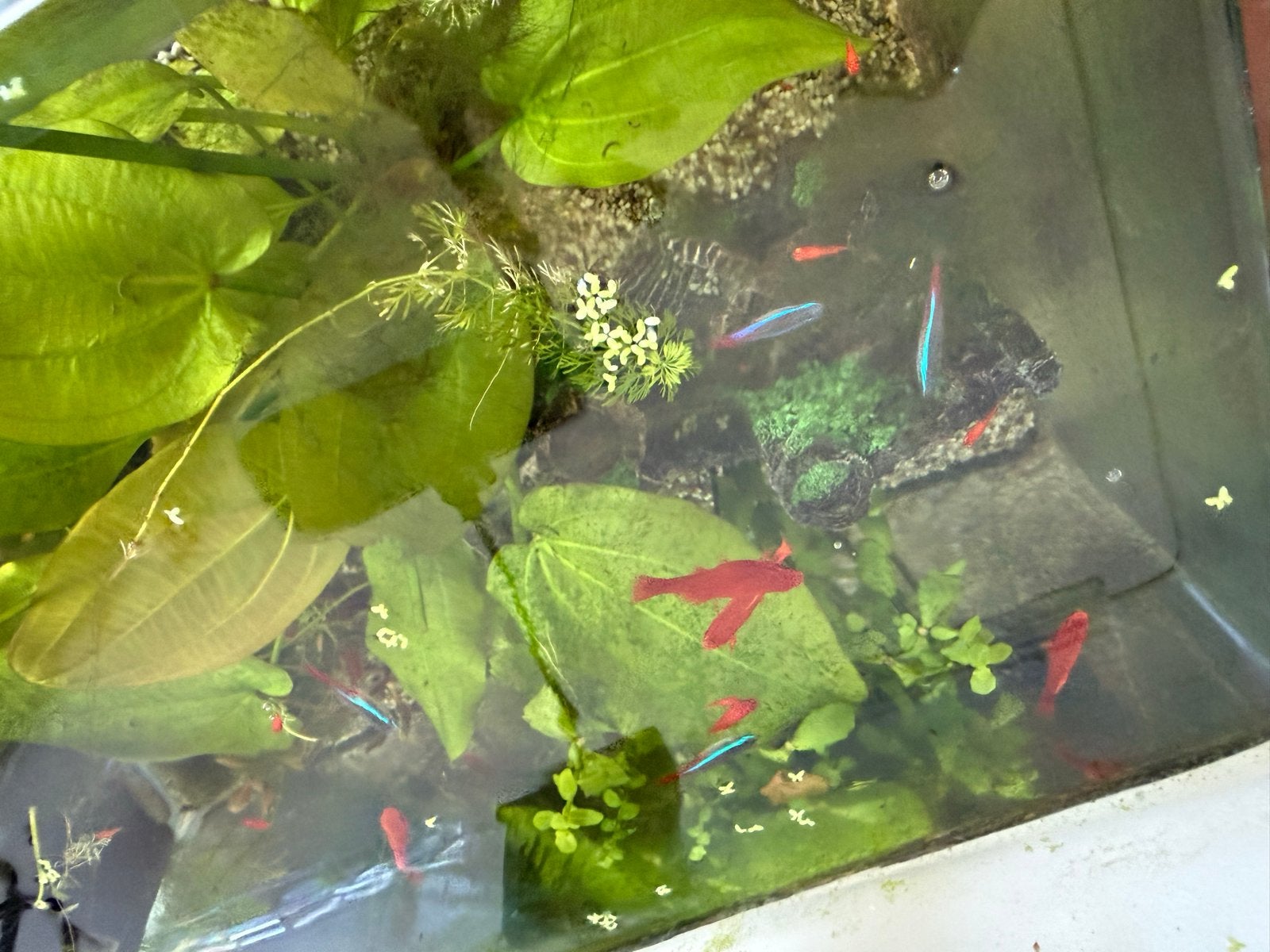 Vissen  (platy : oranjekleurig) te koop, Dieren en Toebehoren, Vis