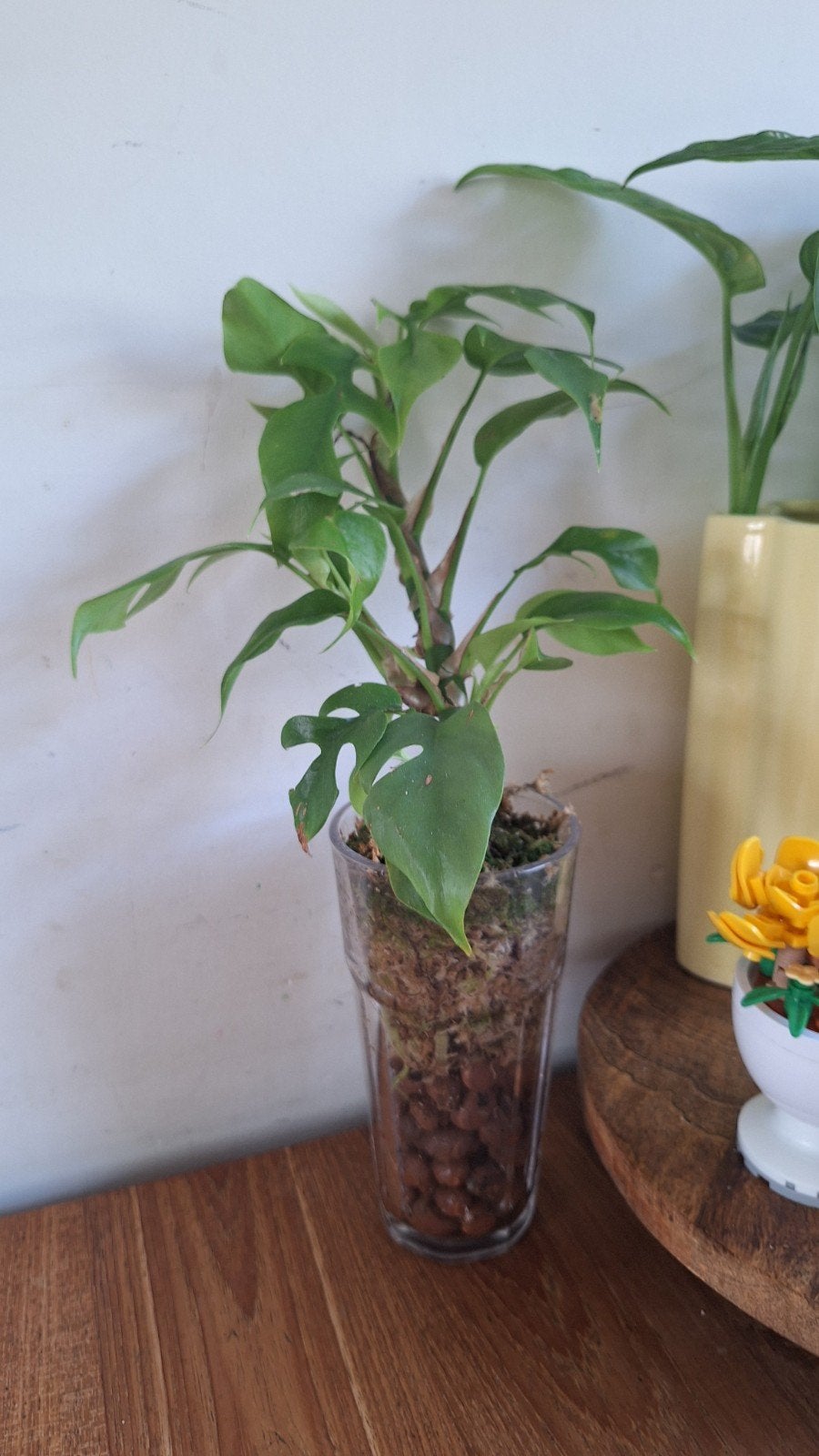 Monstera tetrasperma minima, Ophalen