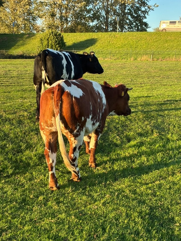 Twee dikbil pinken, Dieren en Toebehoren, Vrouwelijk, 0 tot 2 jaar