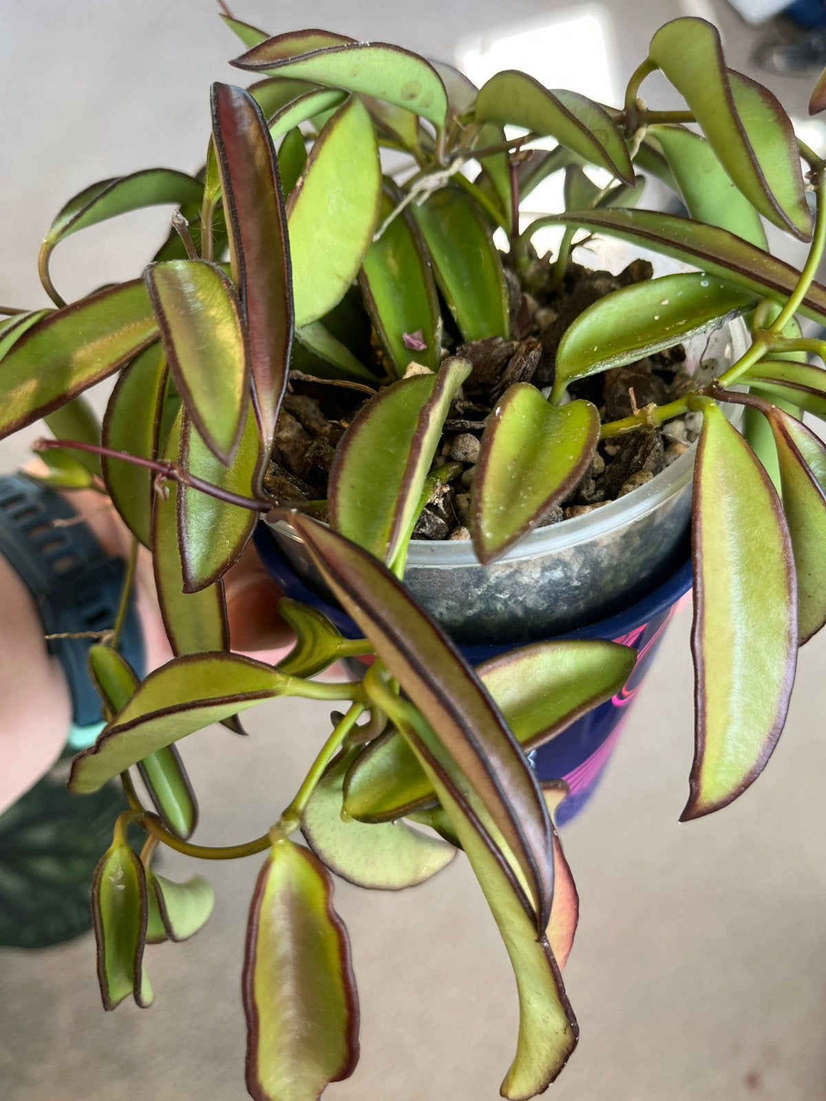 Hoya wayetii, Huis en Inrichting, Ophalen of Verzenden, Halfschaduw, Minder dan 100 cm
