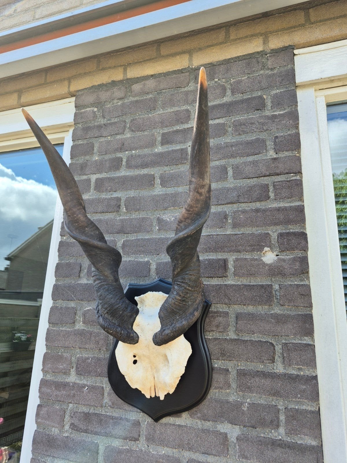 Schedel van een elandantilope op schild, Ophalen of Verzenden, Zo goed als nieuw, Wild dier, Schedel