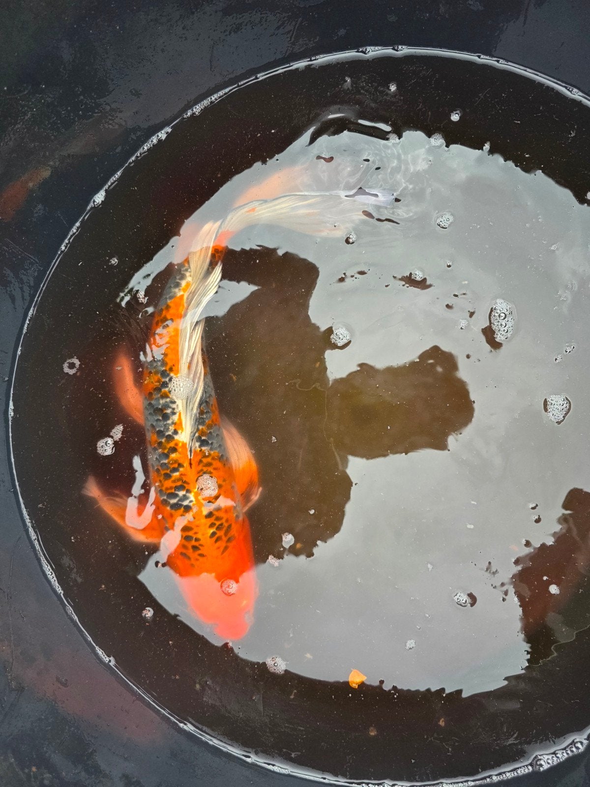 Butterfly koi 50cm., Dieren en Toebehoren, Karper of Koi