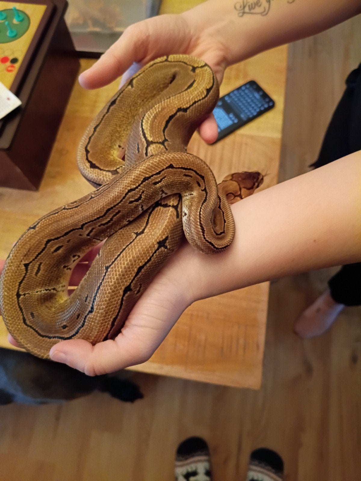 ball python spider