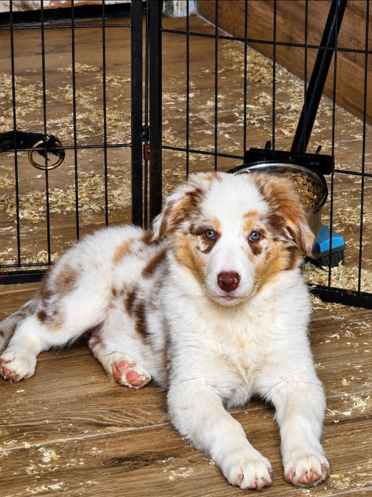 Prachtige Australian Shepherd x Borde Collie pup, 8 tot 15 weken, Teef, Collie, Eén hond