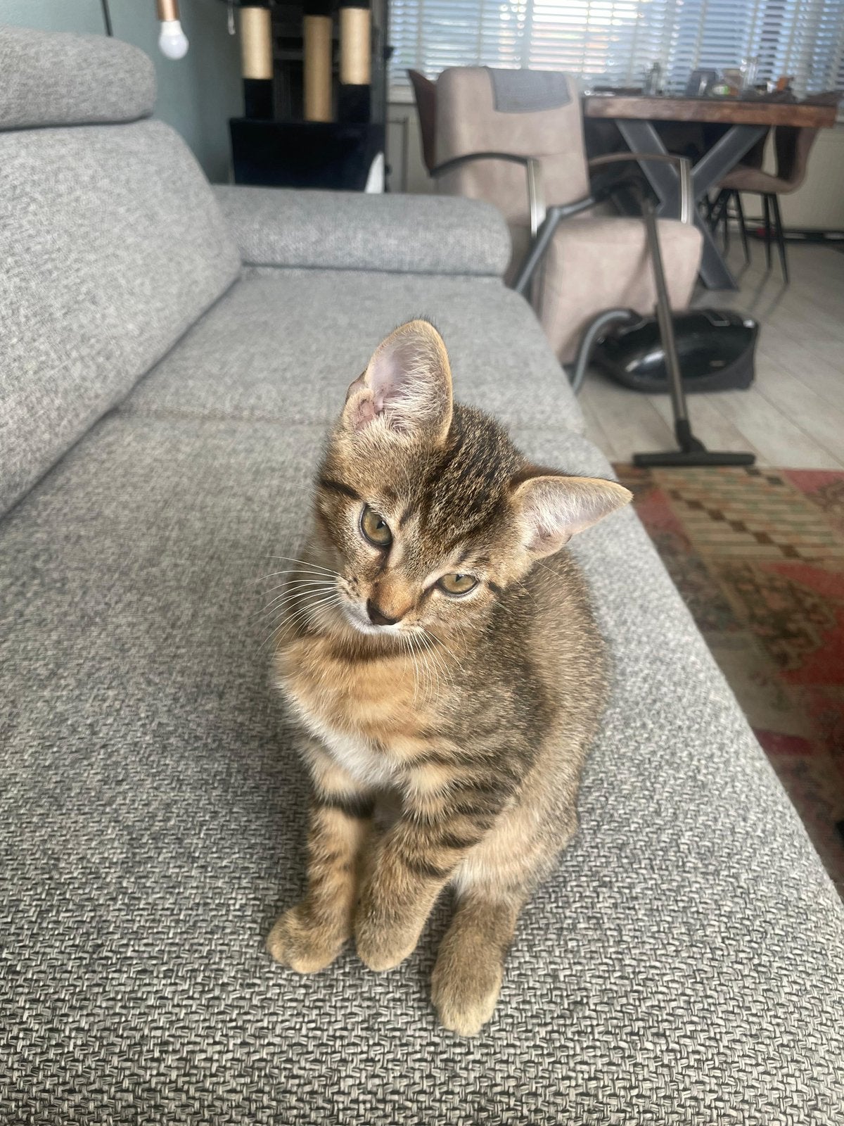 Kitten mannetje 11 weken zeer tam lief kindvriendelijk, Dieren en Toebehoren, Kater