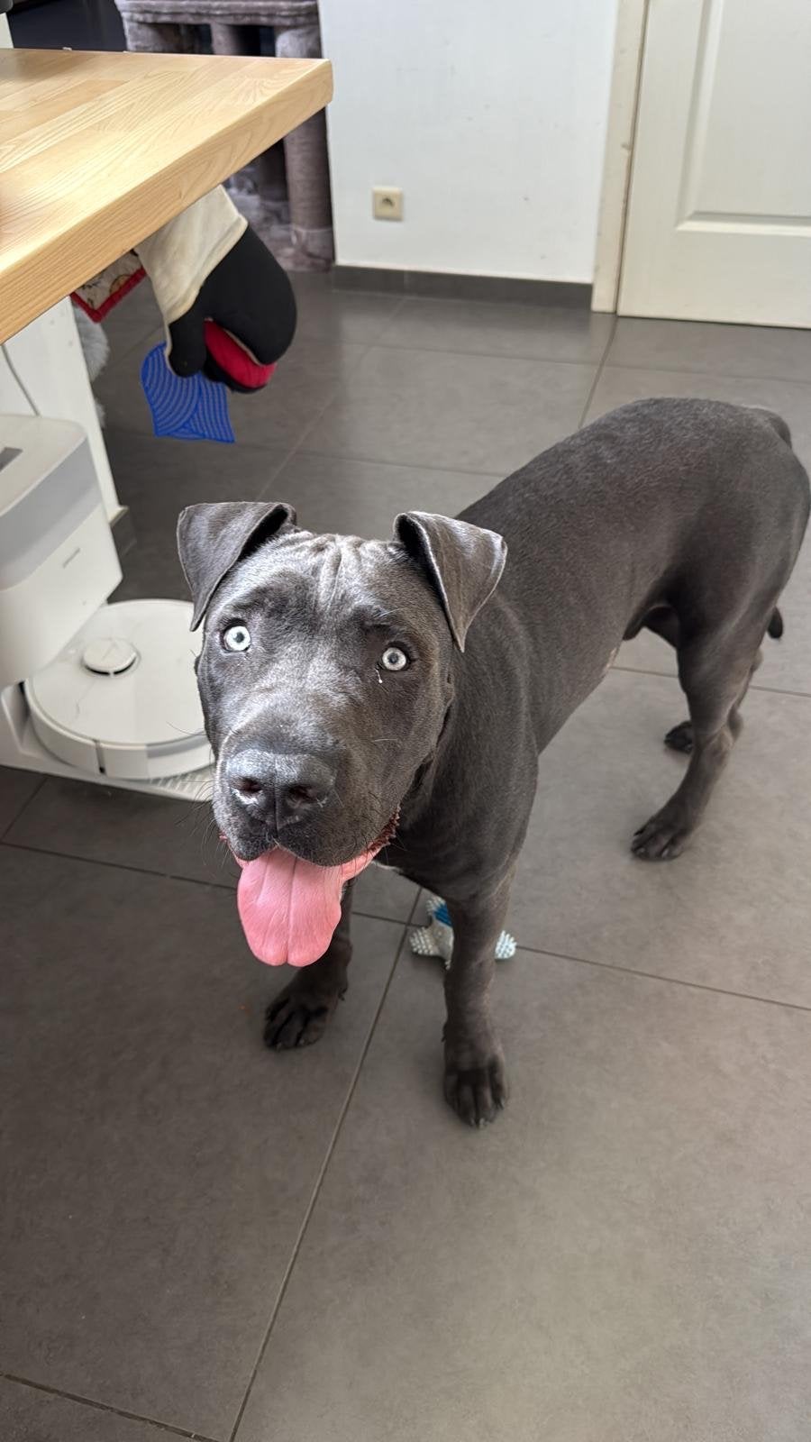Cane corso reu 9 maand, 15 weken tot 1 jaar, Parvo, Eén hond, Nederland