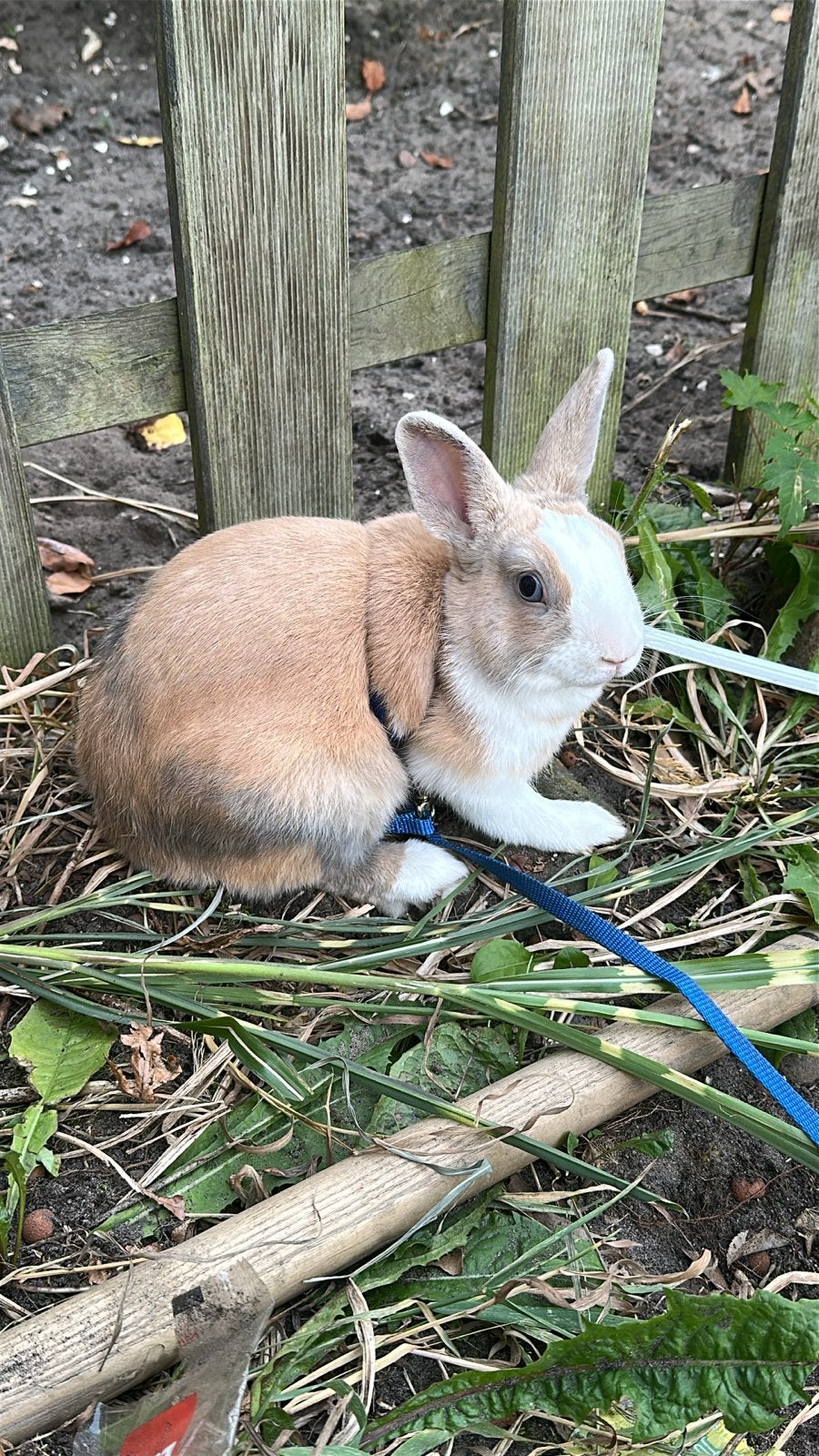 Konijn gratis, Dieren en Toebehoren, April, Mannelijk, Overige typen