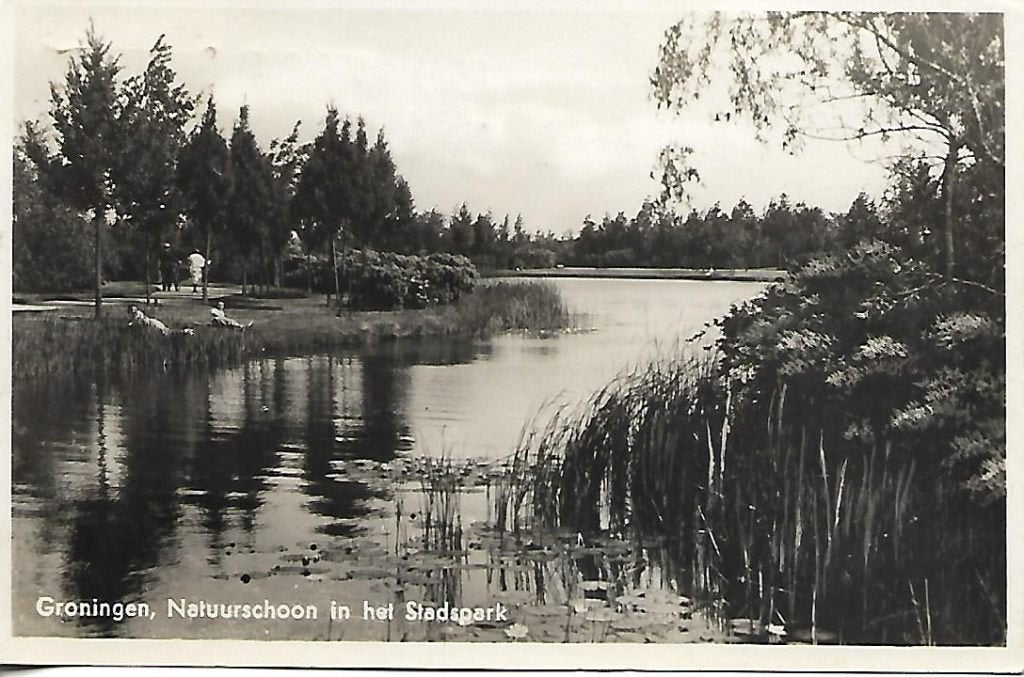 Groningen- -Natuurschoon in het Stadspark., Verzenden, 1940 tot 1960, Gelopen, Groningen