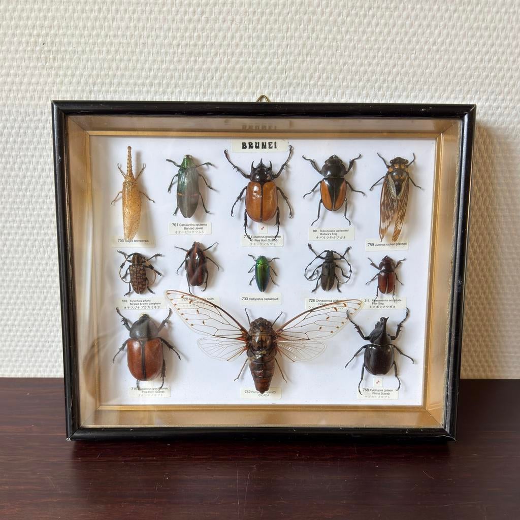 Vintage Opgezette Kevers, Insecten in Zwarte Lak Lijst, Verzamelen, Dierenverzamelingen, Ophalen of Verzenden, Gebruikt, Insect