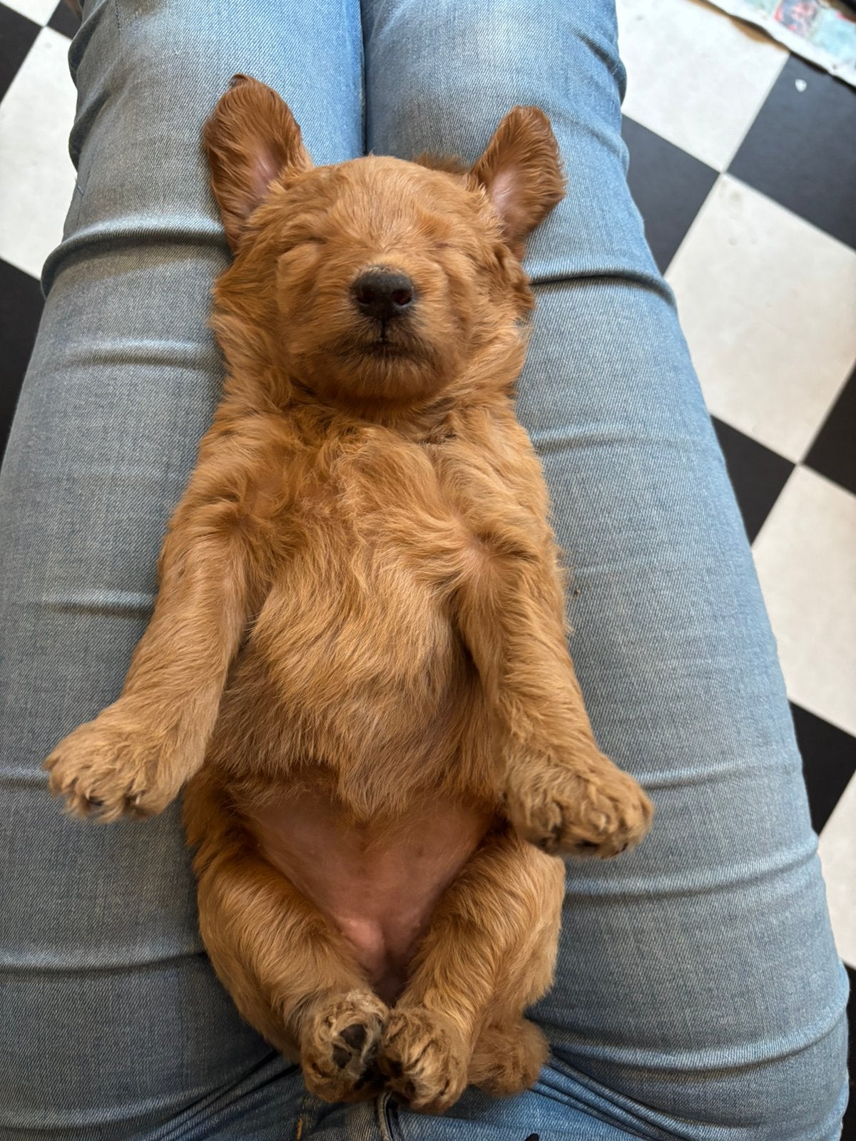 Labradoodle dubbel doodles double, Dieren en Toebehoren, Parvo, 8 tot 15 weken, Meerdere, Meerdere dieren