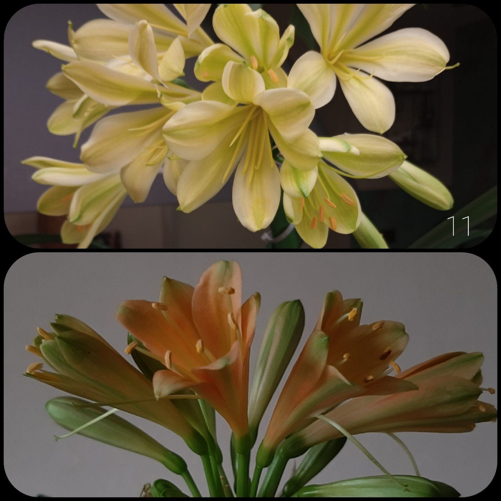 Clivia kruising Yellow Emerald green x Orange green Fading., Bloeiende kamerplant, Ophalen of Verzenden, Volledige schaduw, Minder dan 100 cm