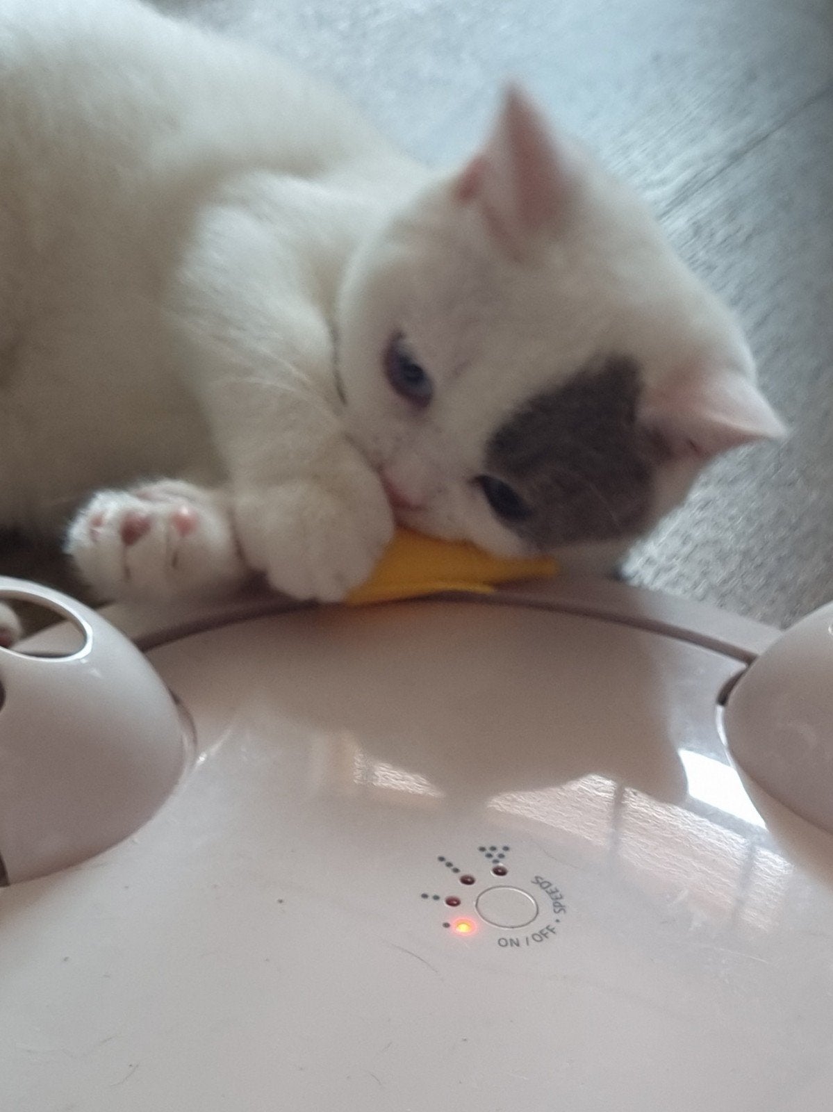 Britse/Brits Korthaar kitten met stamboom.hij mag gelijk mee, Dieren en Toebehoren, Kater, Met stamboom