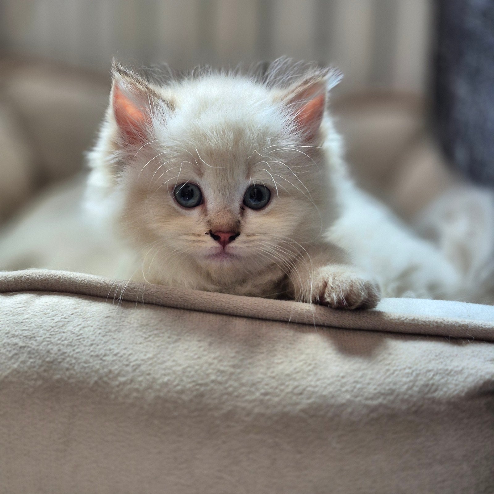 Ragdoll kitten katertje > mag begin augustus verhuizen, Kater, Ontwormd, 0 tot 2 jaar