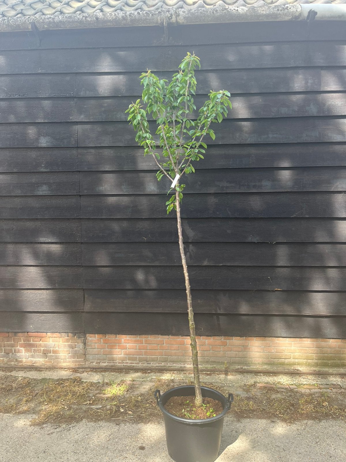 Fruitbomen hoogstam appelbomen. peren. Kersen. Pruimenboom, Ophalen of Verzenden, Volle zon, Overige soorten