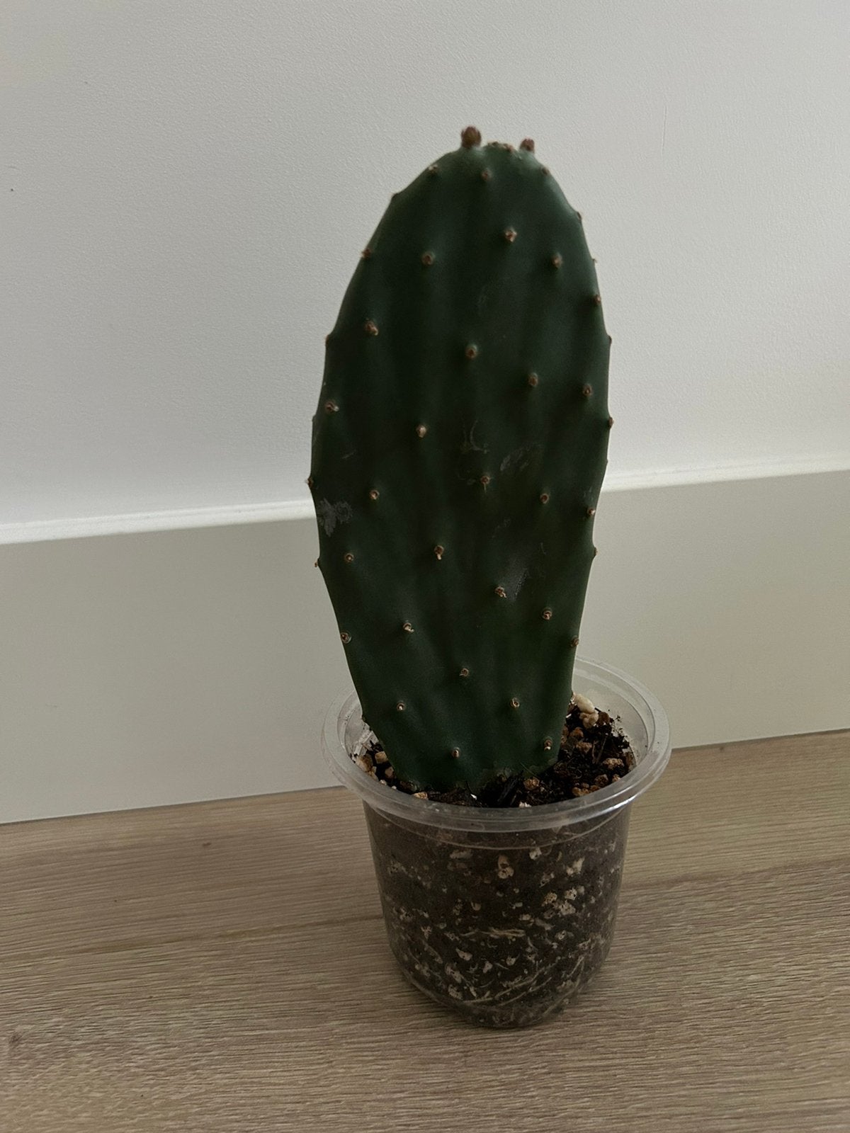 Opuntia Ficus-Indica Cactus (Prickly Pear/Vijgencactus), Ophalen, Cactus, Volle zon, Minder dan 100 cm