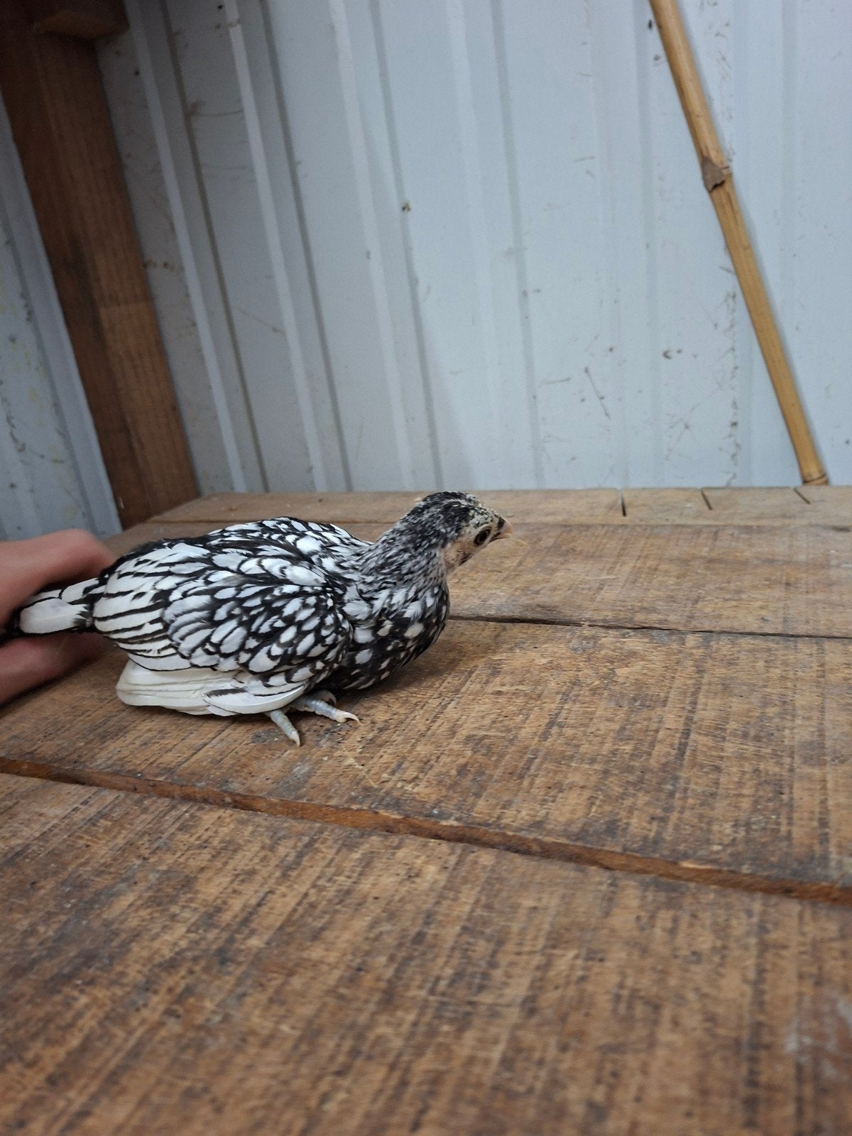 Jonge sebright hennen zilverzwartgezoomd (Ingeënt), Dieren en Toebehoren, Pluimvee, Vrouwelijk, Kip