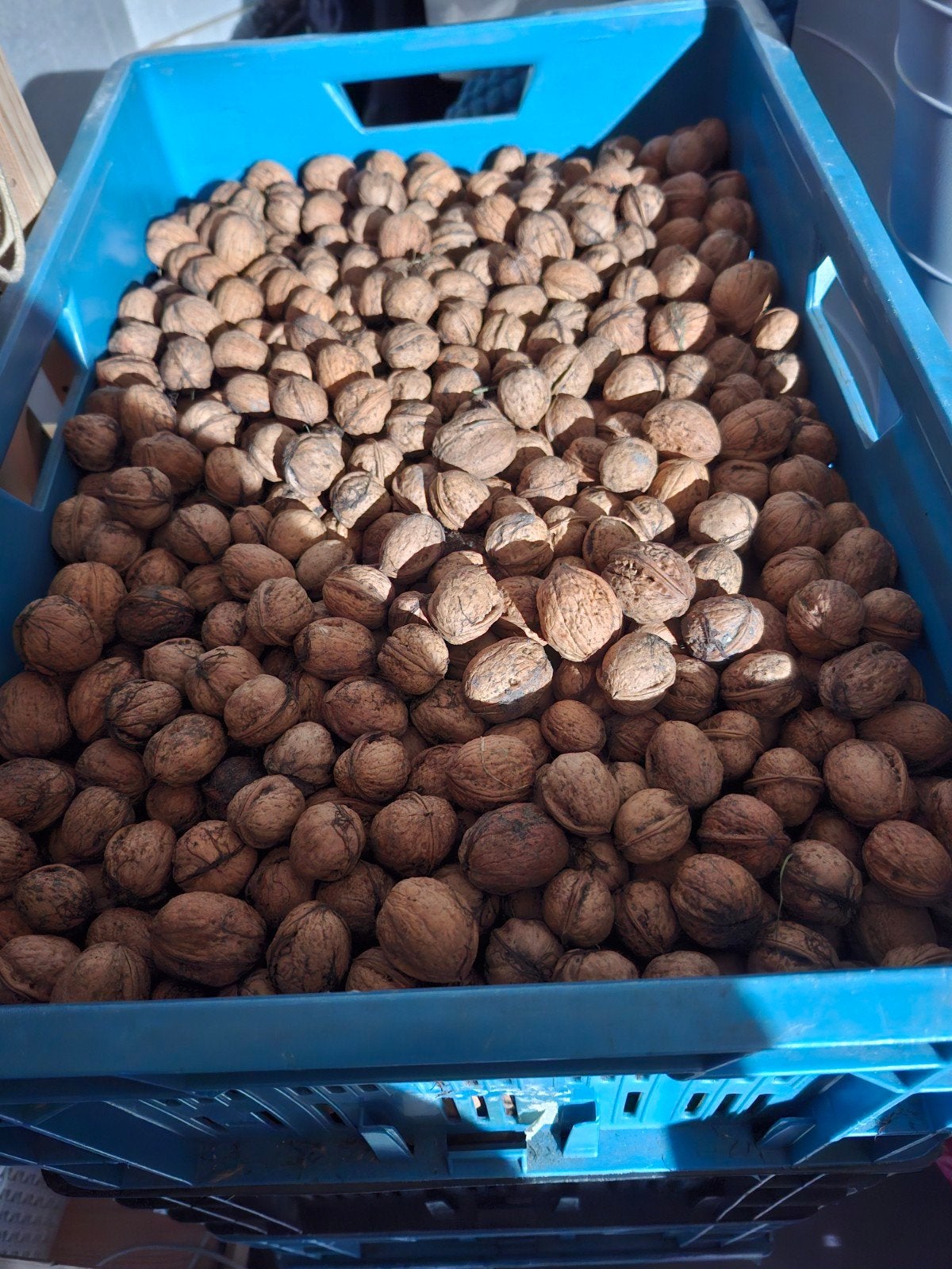 Onbehandelde walnoten, ruim 10 kilo, Diversen, Levensmiddelen, Ophalen of Verzenden