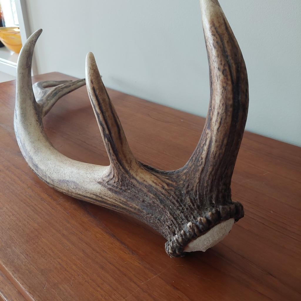 Herten gewei, afwerpstang,  63 cm. groot., Ophalen of Verzenden, Hert, Gewei of Kop
