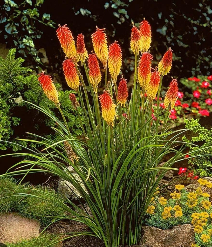 Vuurpijl planten, Ophalen, Overige soorten, Volle zon