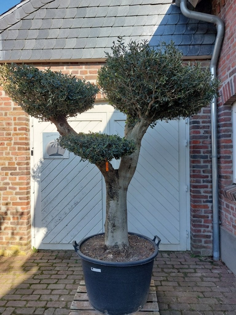 SALE AANBIEDING: KORTING OP PALMEN EN OLIJFBOMEN .  , In pot, Halfschaduw, Ophalen of Verzenden, 100 tot 250 cm