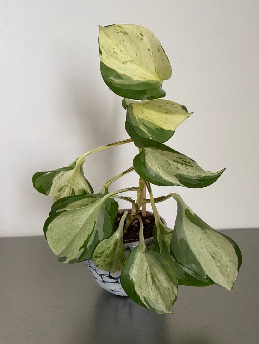 Epipremnum Pinnatum “ Happy Leaf” variegata, inclusief potje, Ophalen of Verzenden, In pot, Minder dan 100 cm