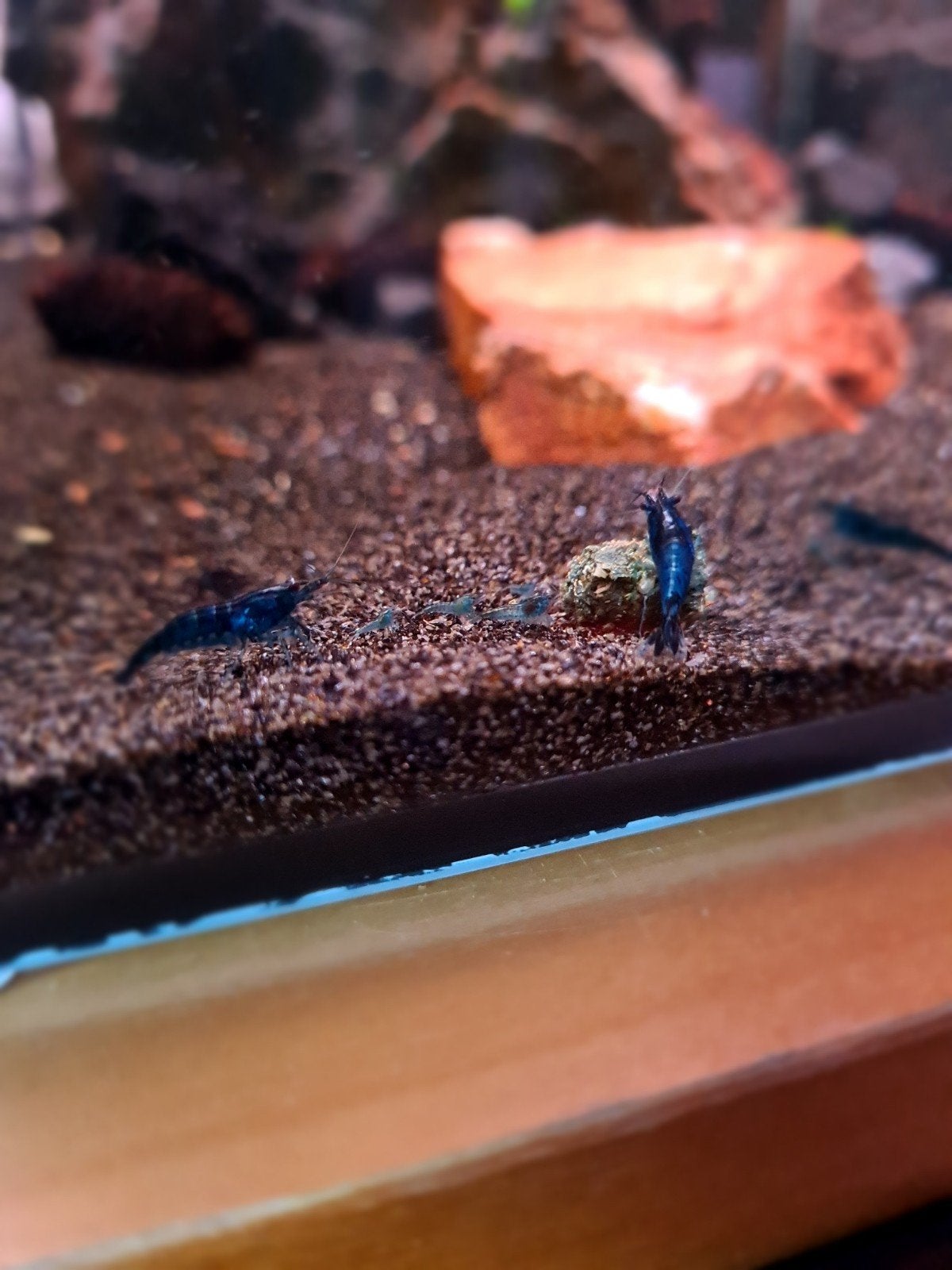 Te koop! Blue Diamond garnalen, Dieren en Toebehoren, Vissen | Aquariumvissen, Kreeft, Krab of Garnaal, Zoetwatervis, Schoolvis