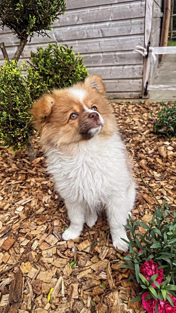 Mooi en lieve teefje kleine kees te koop, België, Particulier, 15 weken tot 1 jaar, Overige rassen