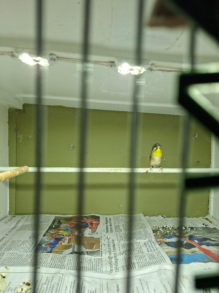 Citroenborstedelzangers, Dieren en Toebehoren, Meerdere dieren, Tropenvogel, Geringd