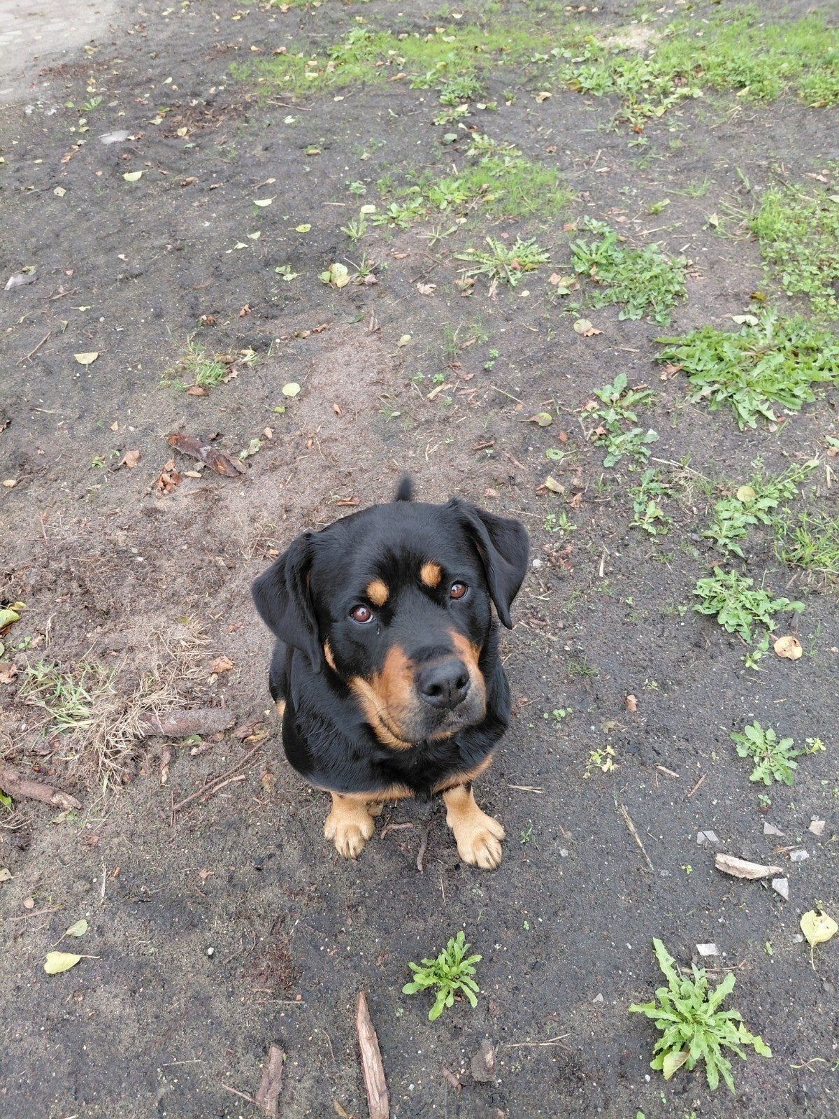 goed tehuis gezocht, Teef, Eén hond, CDV (hondenziekte), 3 tot 5 jaar