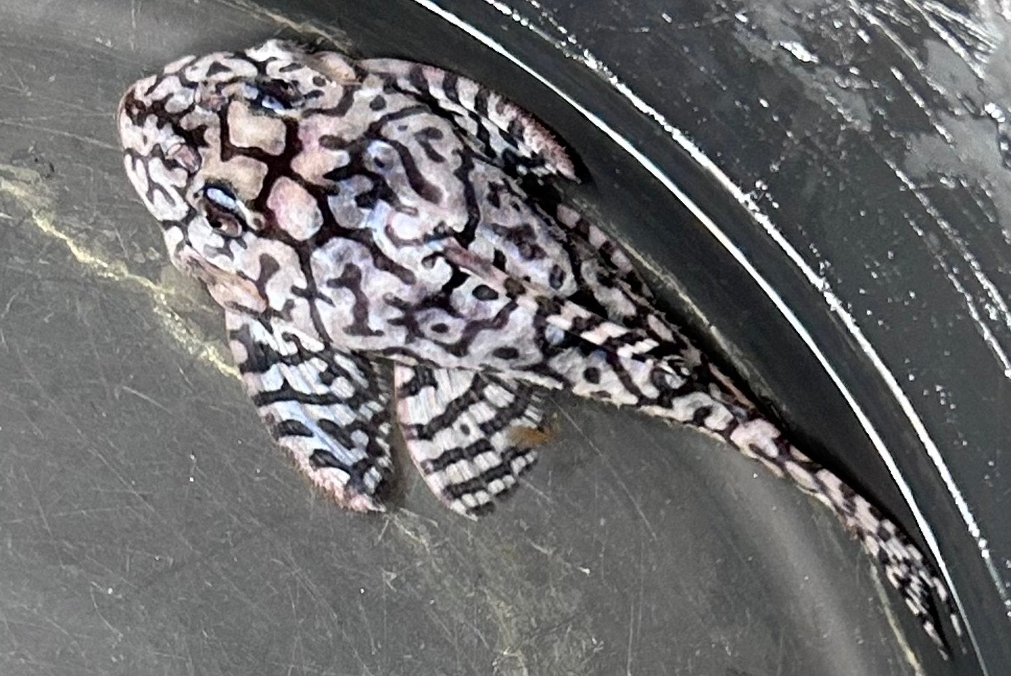 Hypancistrus sp. L236 SW, Vis