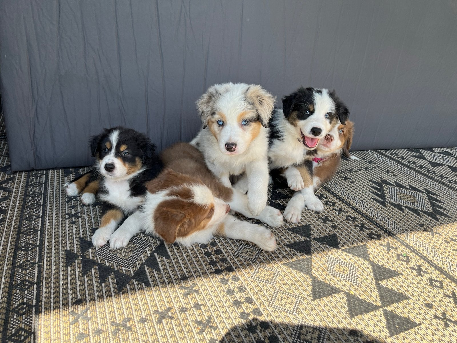 Austrailian shepert pups nog 3 reutjes en 1 teefje, Parvo, 8 tot 15 weken, Meerdere, Meerdere dieren