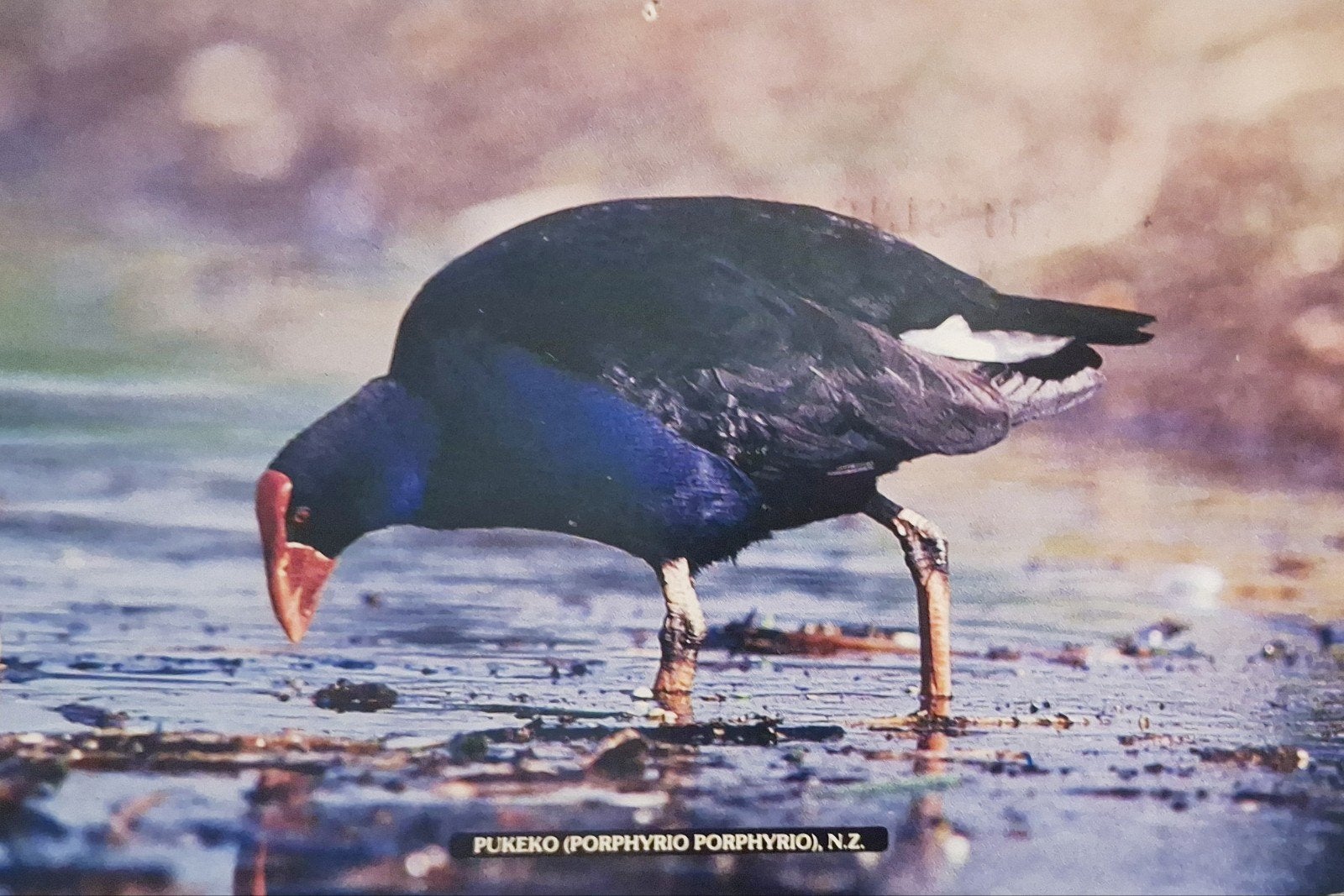 Dieren - Vogels - Australische Purperkoet, Ophalen of Verzenden, 1980 tot heden, Gelopen, Vogel