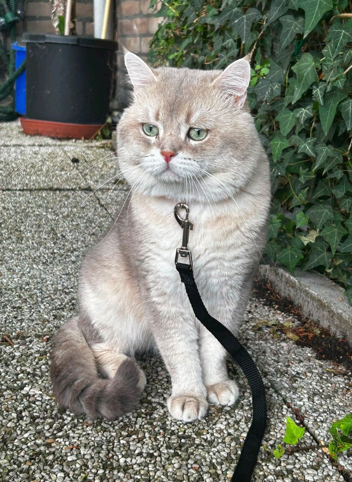Simba Britse korthaar dekkater(niet te koop)
