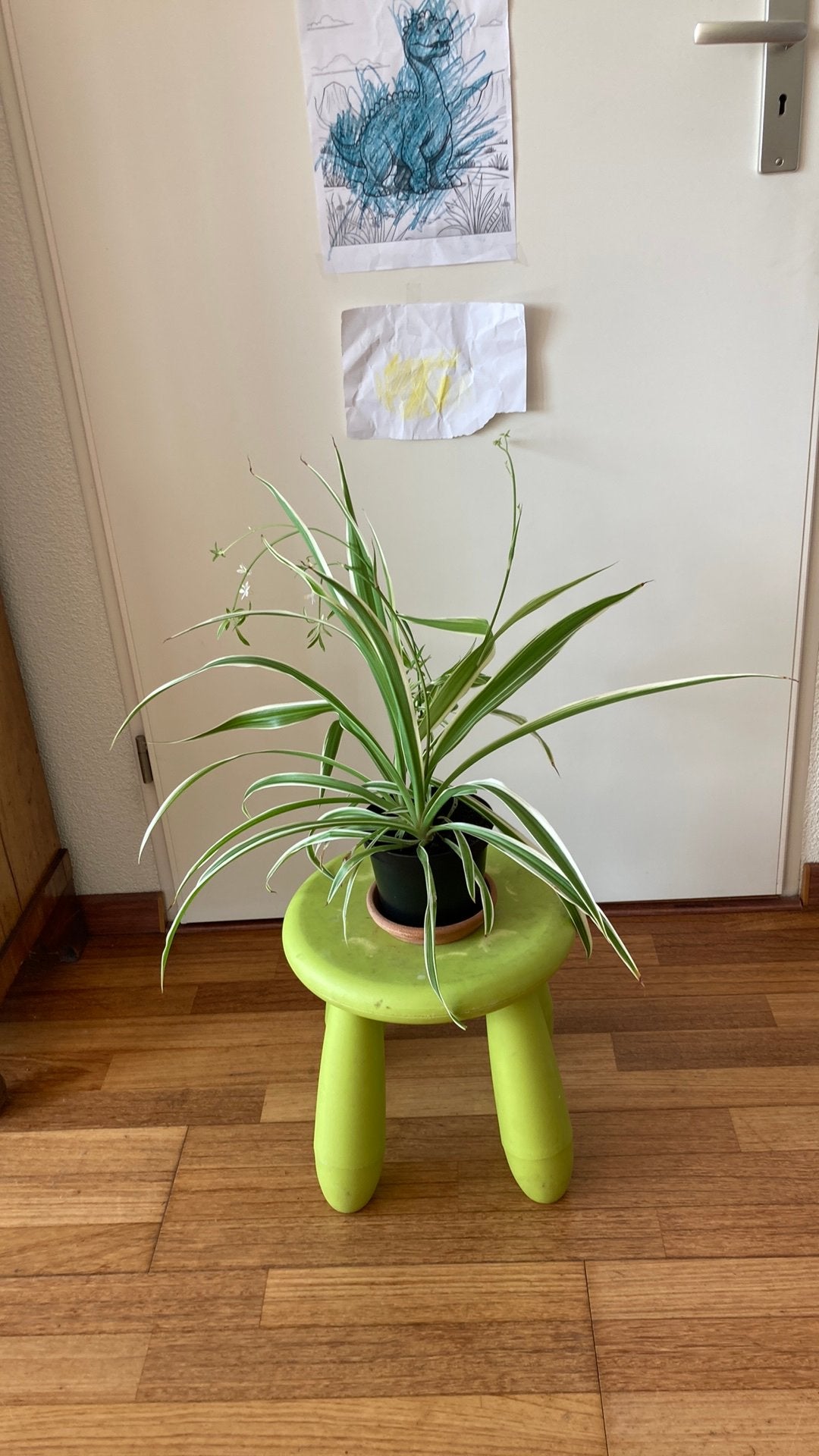 Plant, lelie gras, Huis en Inrichting, Kamerplanten, Overige soorten, Minder dan 100 cm, Groene kamerplant, Halfschaduw