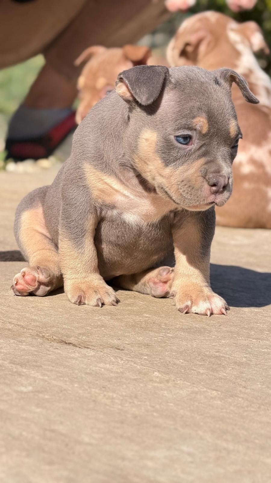 American bully pocket teef  met ABKC Stamboom, Particulier, 8 tot 15 weken, Buitenland, Teef