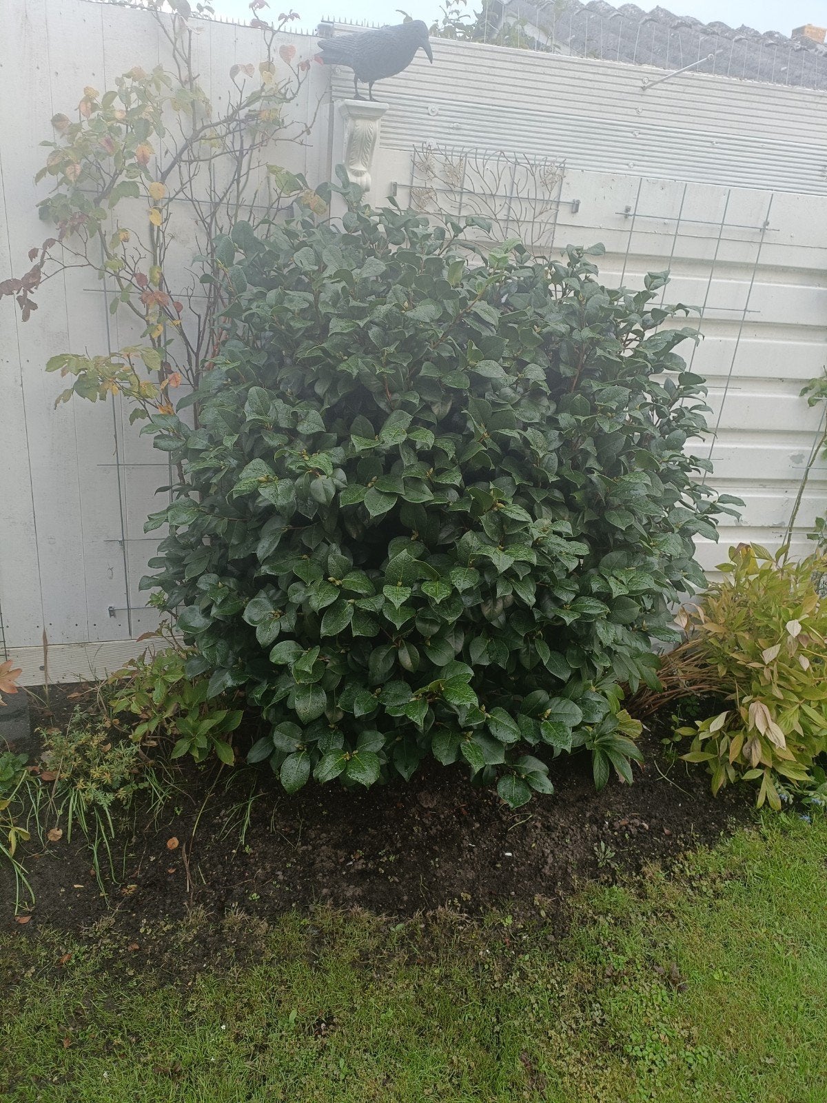Grote Camelia struik - wintergroen kleur rood en bloeiend, Vaste plant, Halfschaduw, Lente, Ophalen