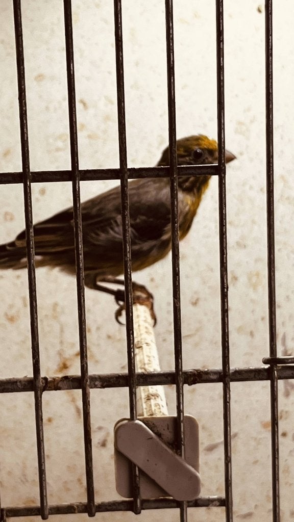 Mexicaanse roodmussen 2 x pop 1 x man 2026, Meerdere dieren, Zangkanarie