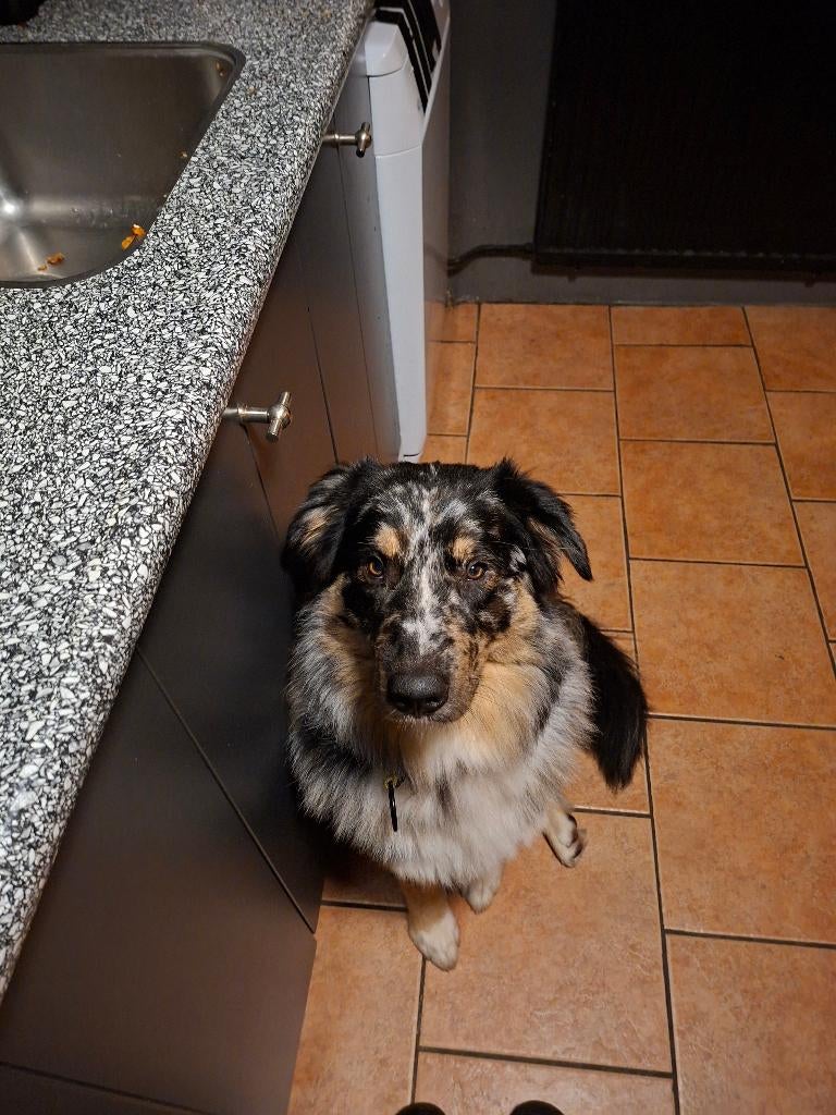Austrailian shepherd mix, Sheepdog, Reu, 1 tot 2 jaar, Parvo