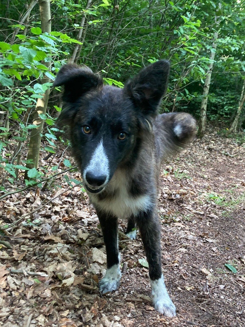 Onyx is ter adoptie!, Dieren en Toebehoren, 15 weken tot 1 jaar, Buitenland, Parvo, Eén hond