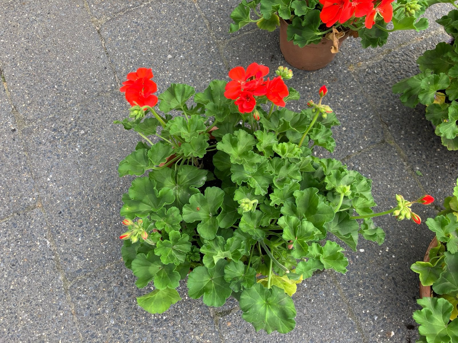 Geranium in schaaltje  22 cm doorsnee, Ophalen of Verzenden, Overige soorten, Volle zon