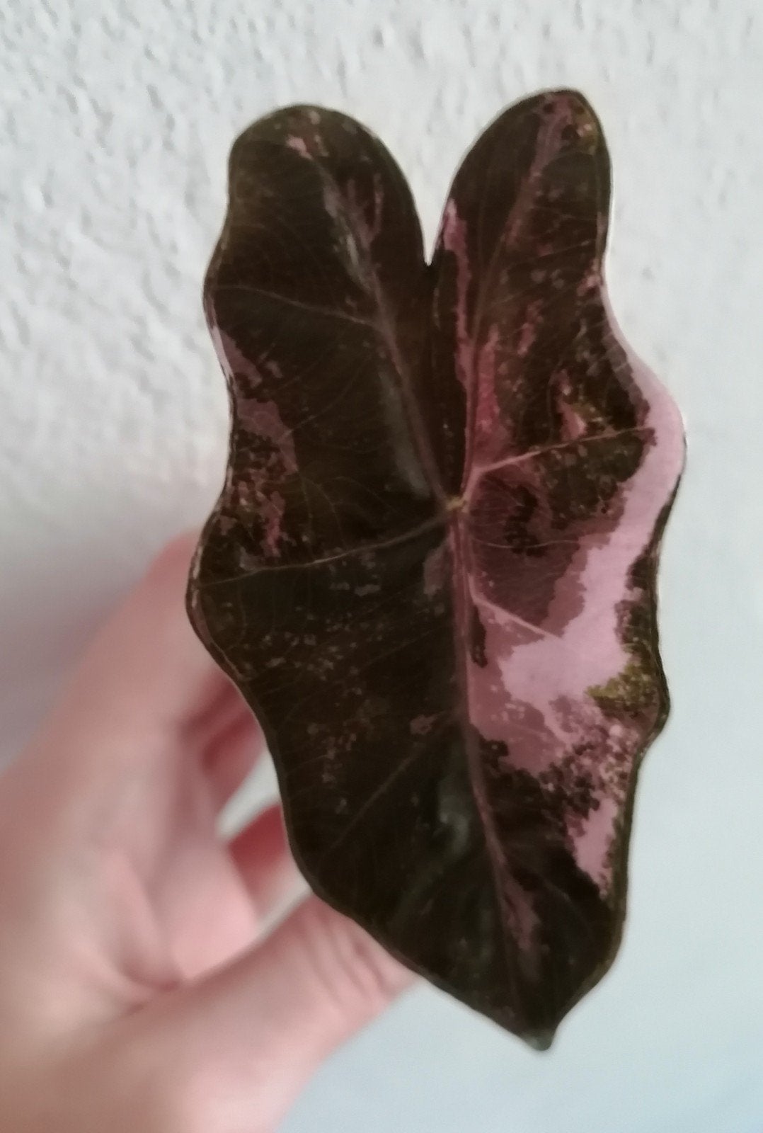 Alocasia Pseudo Sanderiana Pink variegata, Huis en Inrichting, Kamerplanten, Ophalen of Verzenden, Halfschaduw, Minder dan 100 cm