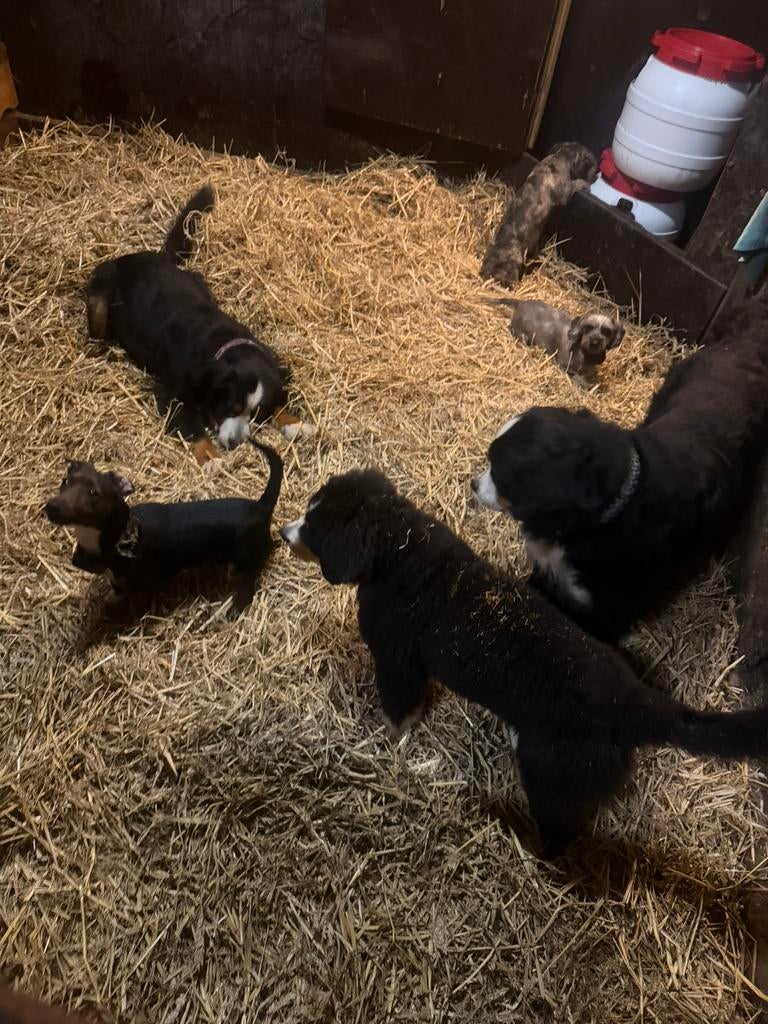 Honden oppas in huislijke kring.