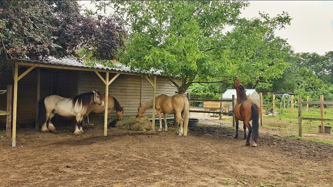 Plek vrij op equihabitat, paddock paradise; stalling, weide, Weidegang, 2 of 3 paarden of pony's