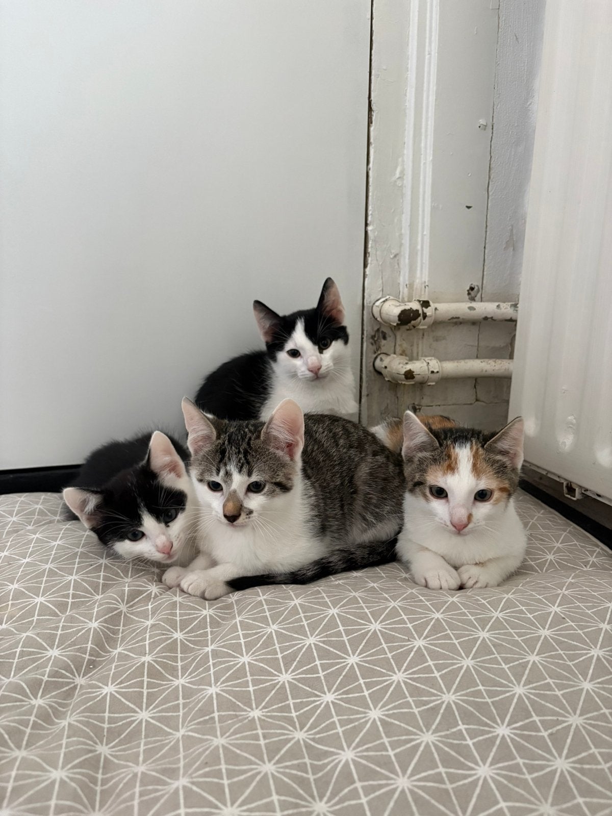Lieve kittens, Poes