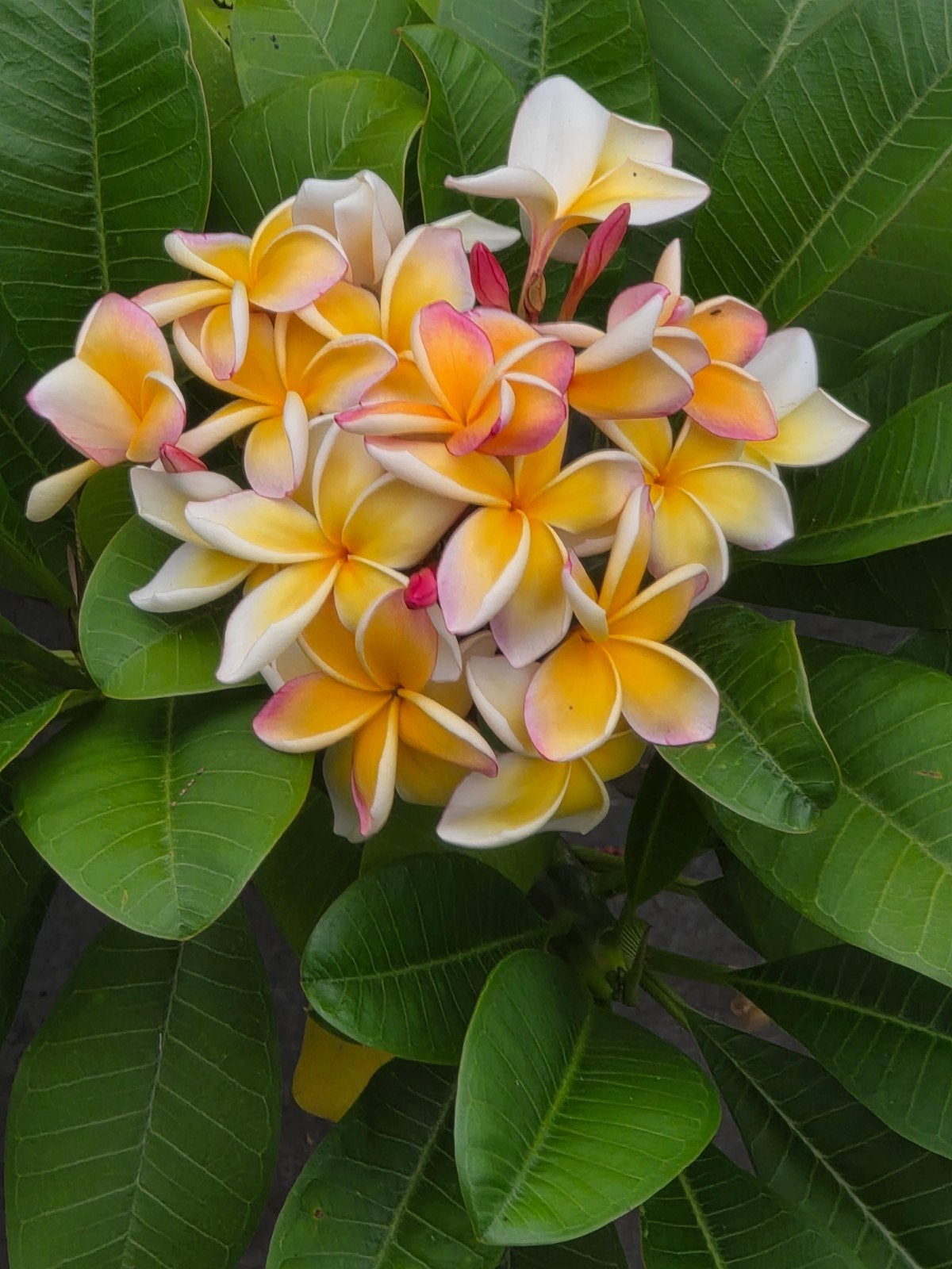plumeria california sunset, Ophalen, Overige soorten, Volle zon