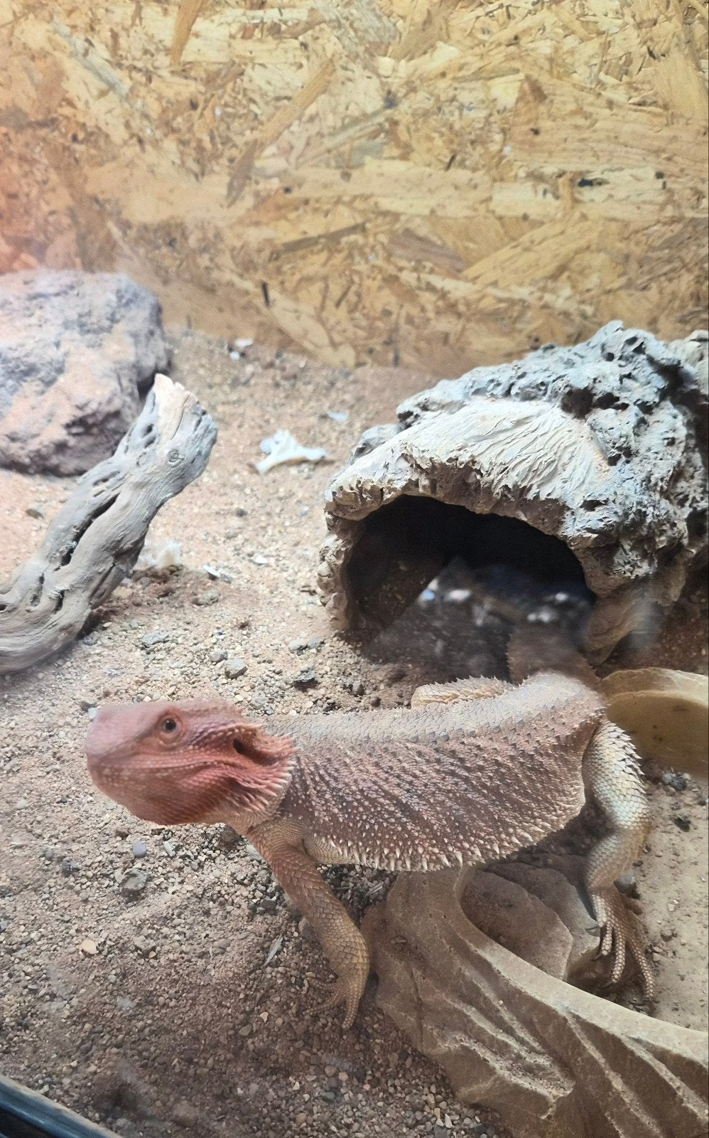 baardagaam Bearded Dragon photo 10