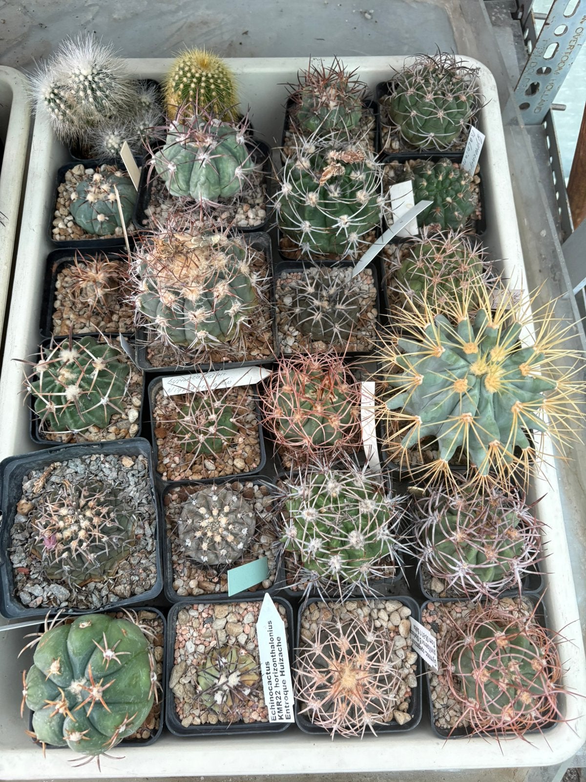 Cactusverzameling – diverse bijzondere cactussen, Huis en Inrichting, Ophalen, Cactus, Halfschaduw, Minder dan 100 cm