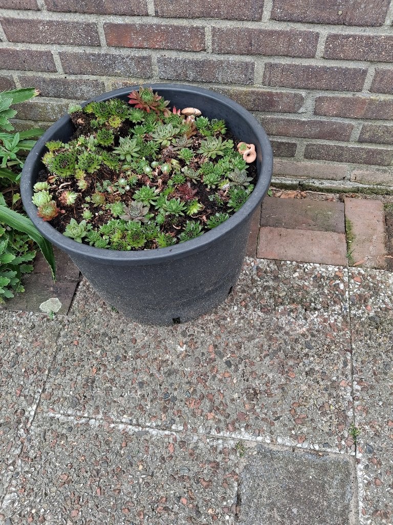 winterharde tuinplant huislook grote bak, Ophalen, Bodembedekkers, Volle zon, Vaste plant
