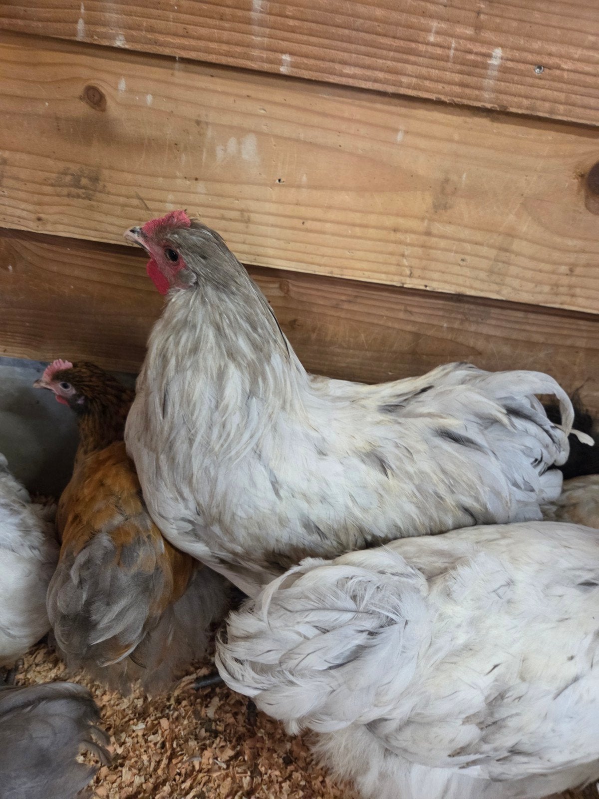 mooie orpington splach haan van 18 weken moet nu snel weg, Mannelijk, Kip