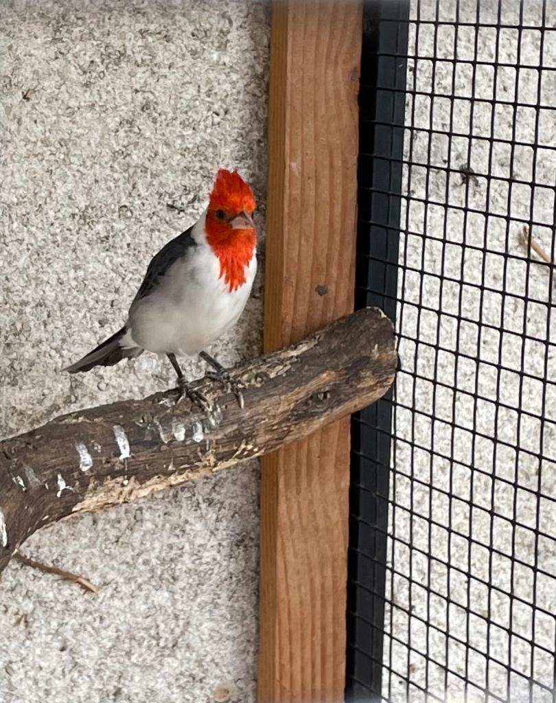 Gezocht Roodkuif kardinaal pop, Dieren en Toebehoren, Vogels | Overige Vogels, Vrouwelijk, Tropenvogel